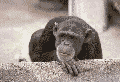 Bailout: No More Monkey Business!